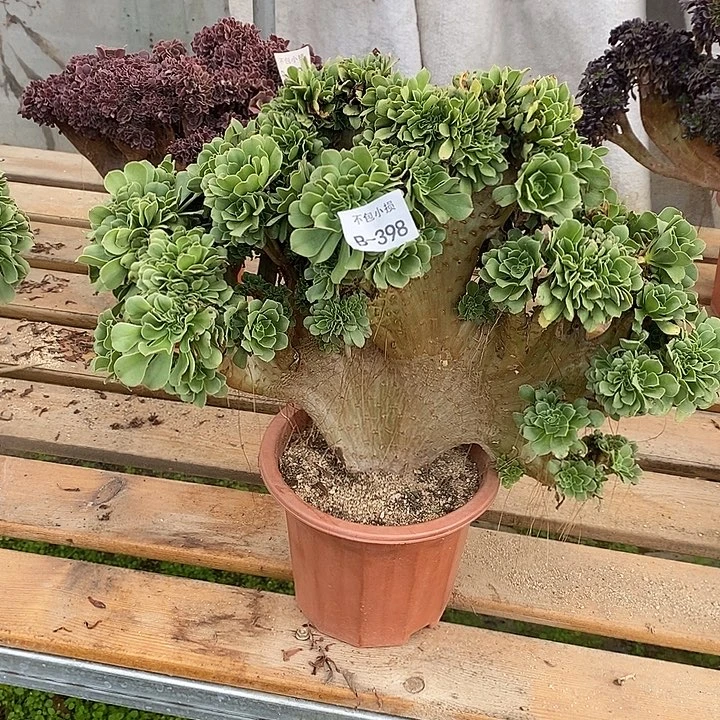 元***子398 绿羊绒缀宽42 公分带伤