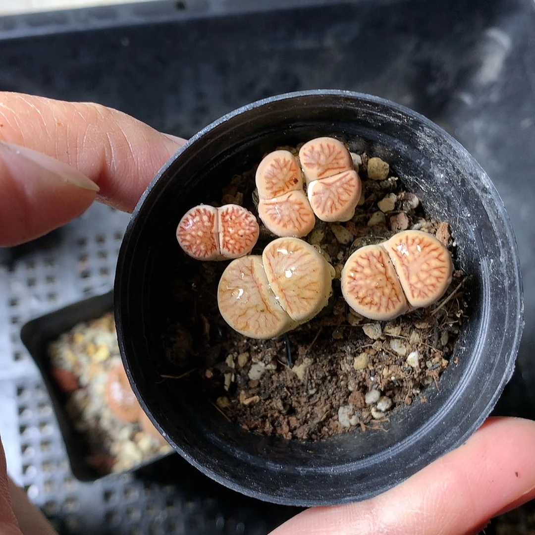 P468多肉植物保护