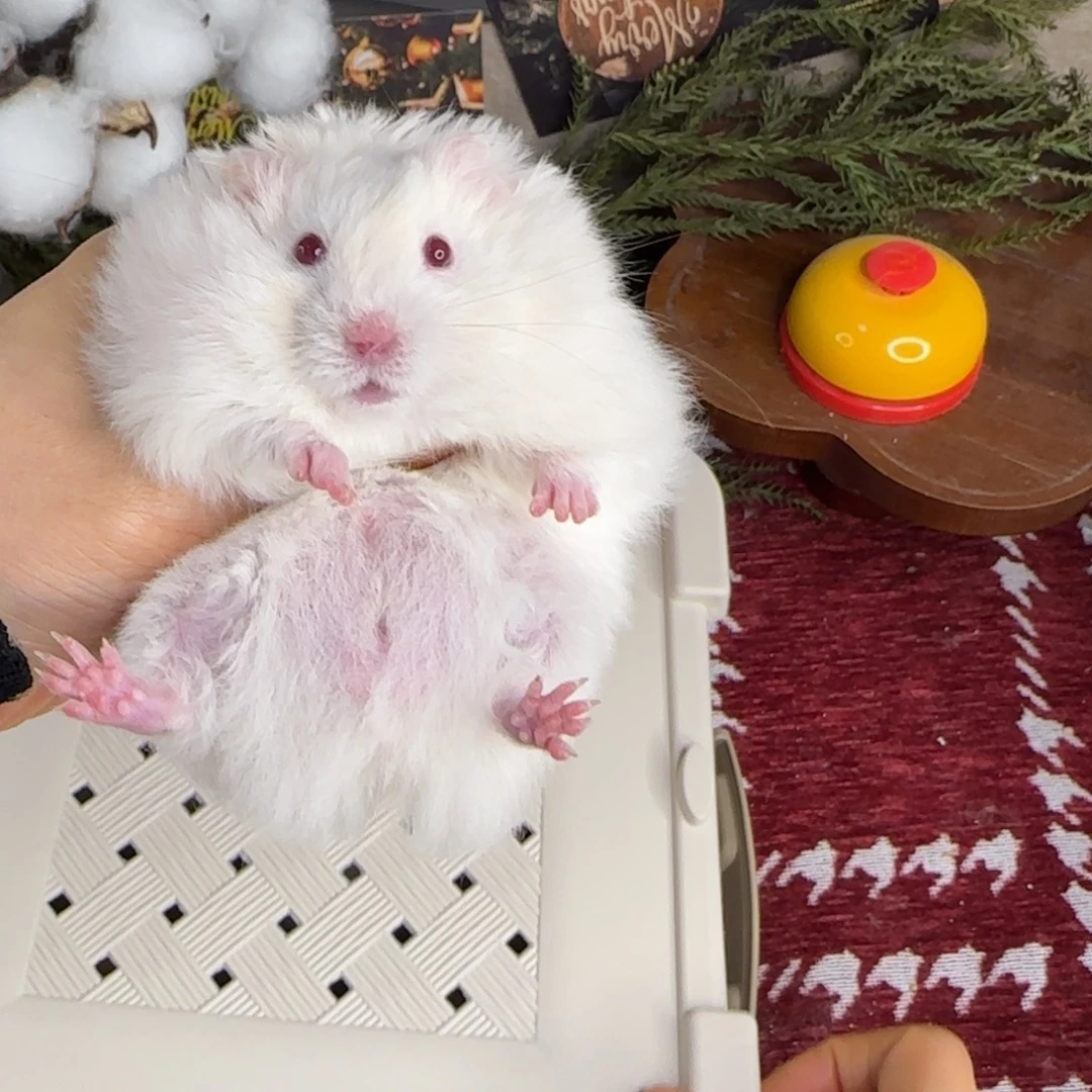 银灰金弟弟10.25生日