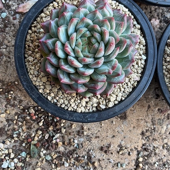 初****多肉植物一物一拍