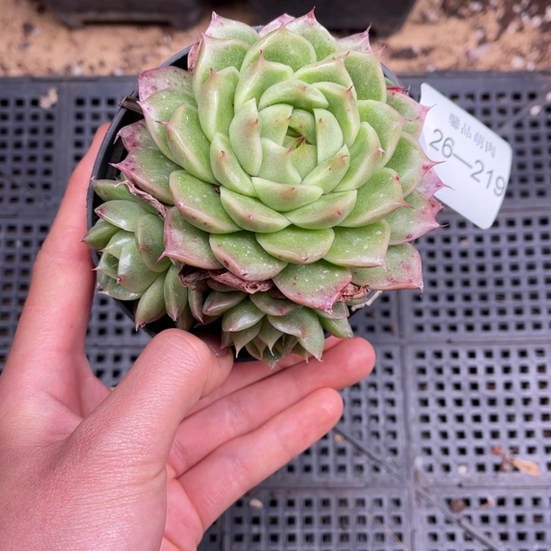 多肉一物一拍26-219