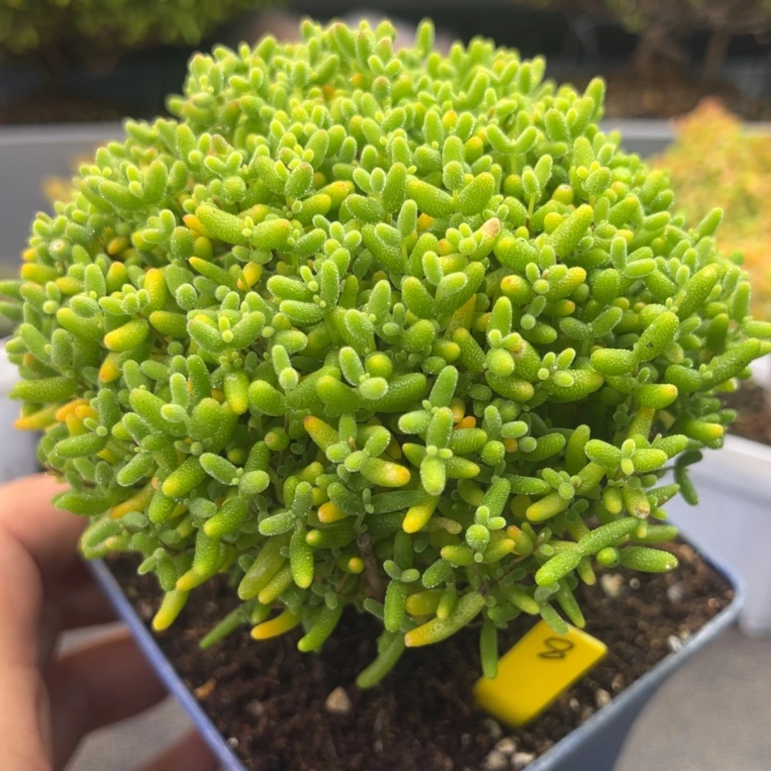 蜜橘糖球8号冠幅12cm