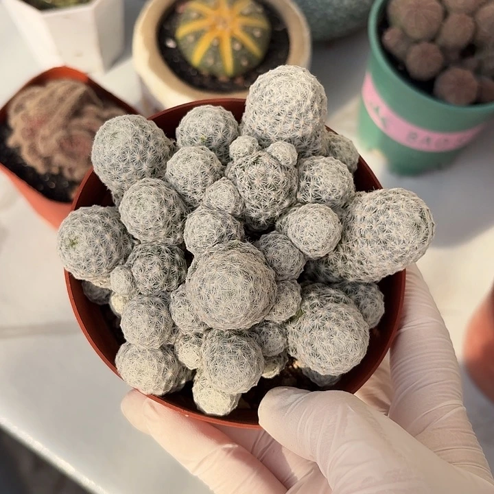 姬春星仙人球1234