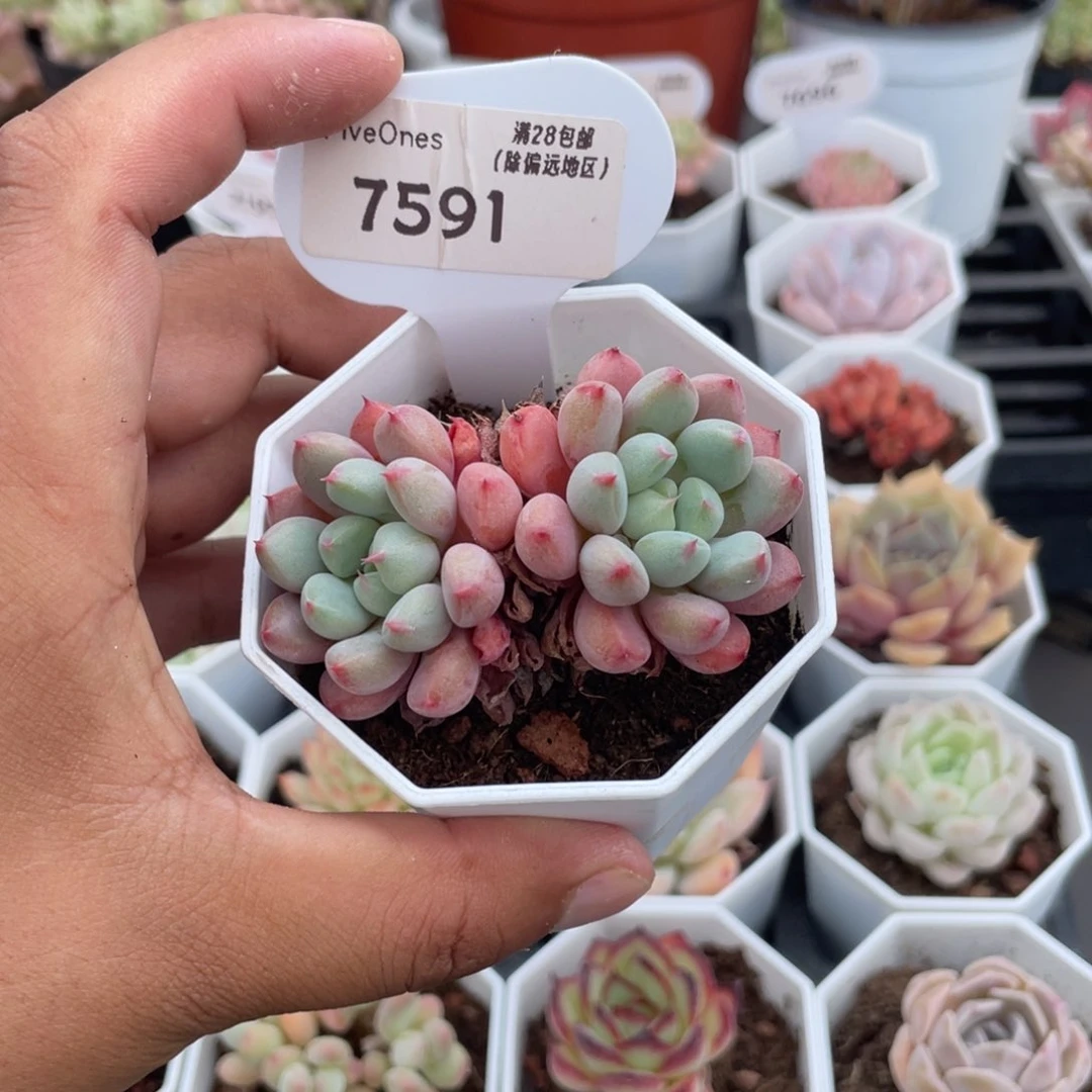7591雪桃5.0厘米