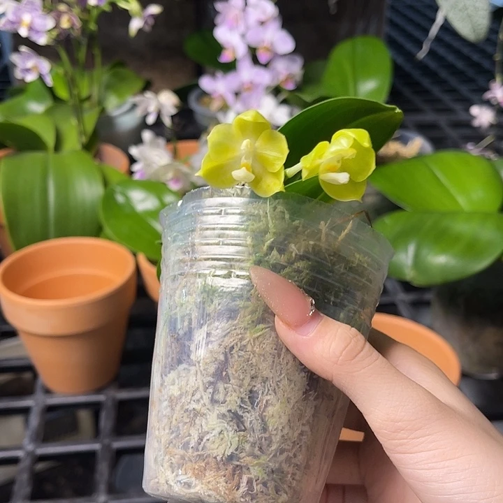 六***水无花朵蝴蝶兰原生种爪哇