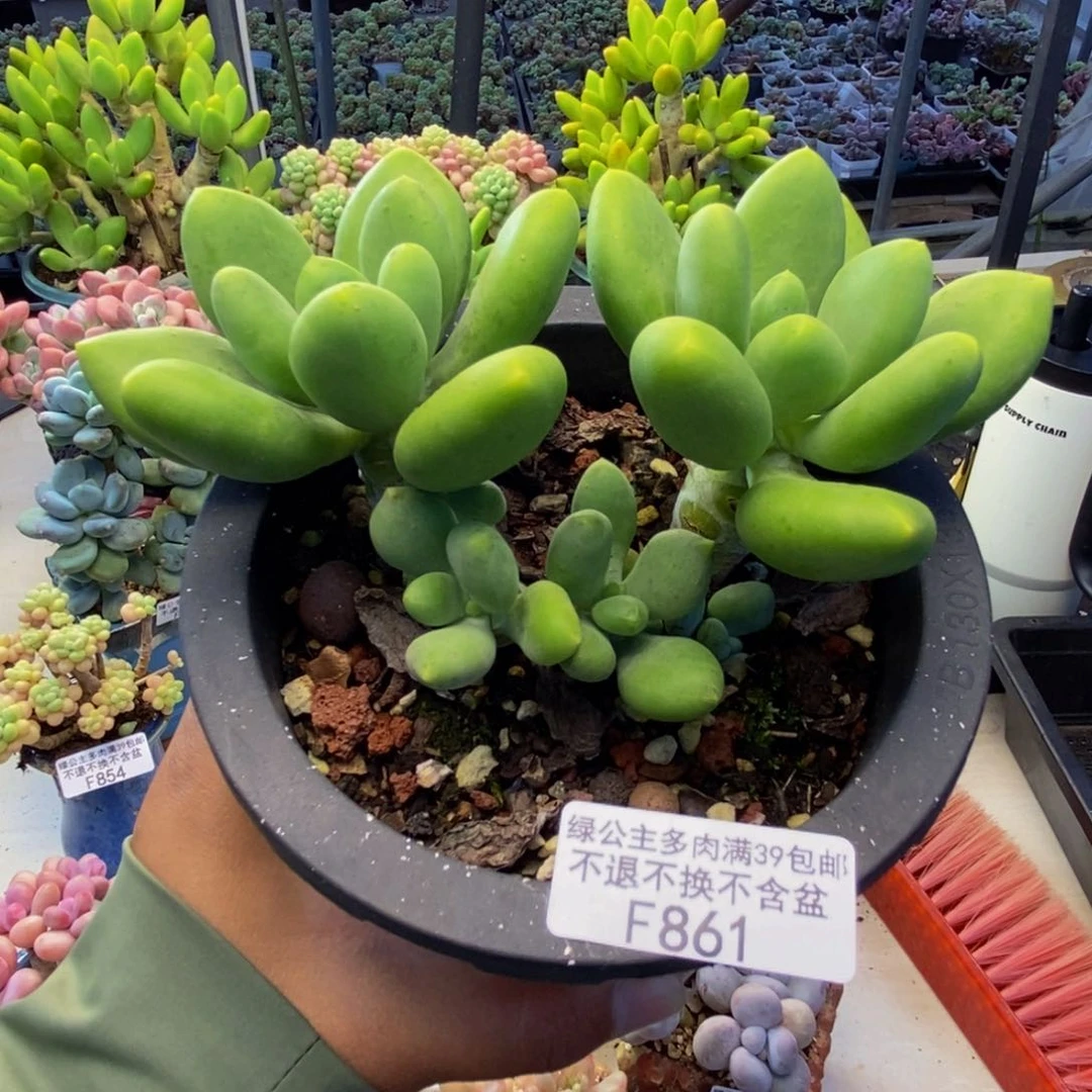 861金蝉芒果奶多肉9c m