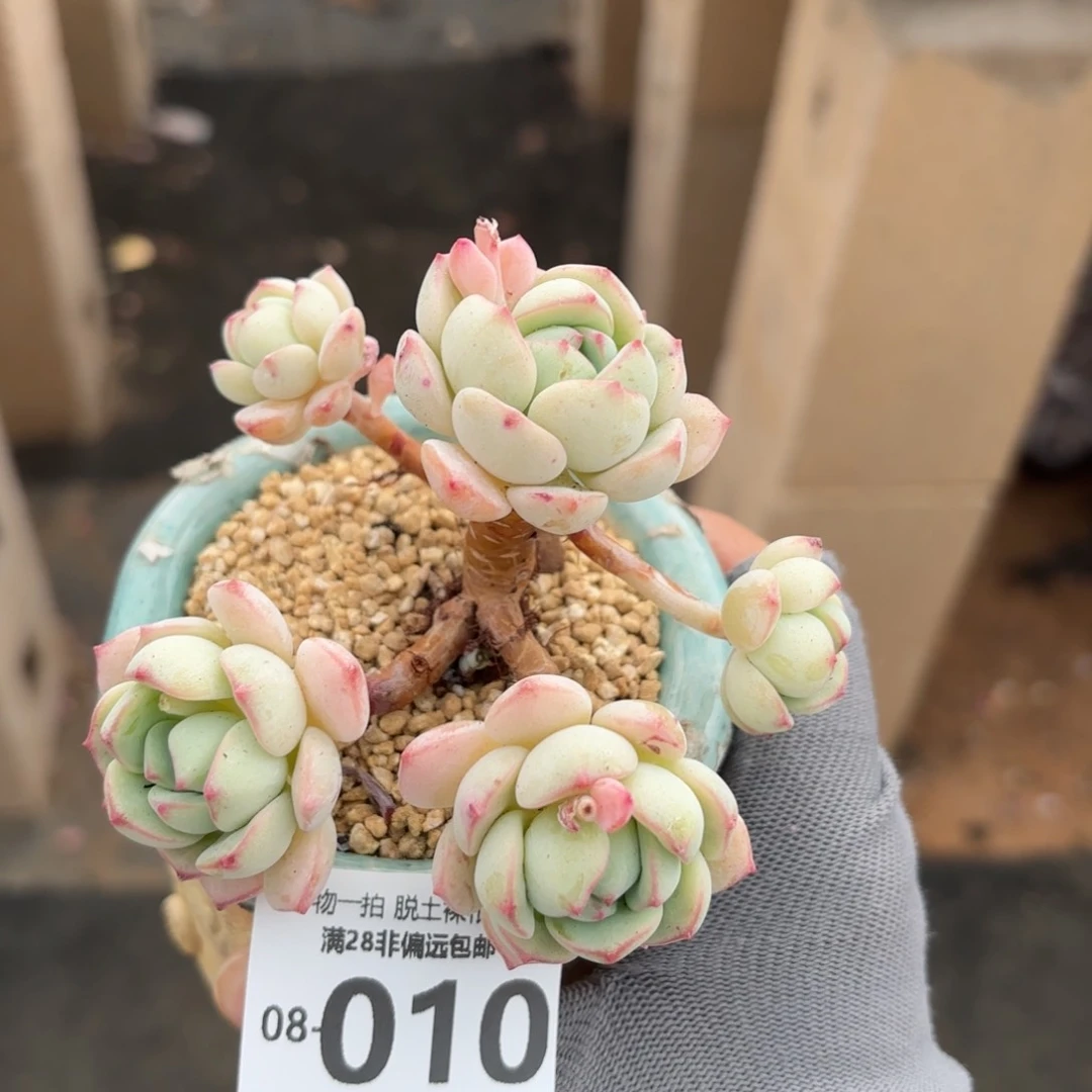 香草老桩多肉多肉多肉