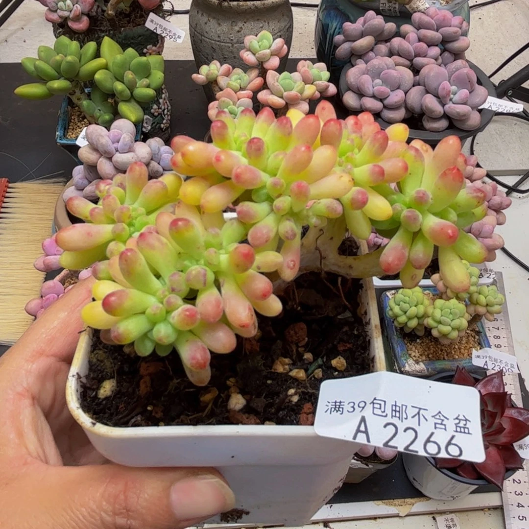 2266乙女心缀8cm多肉