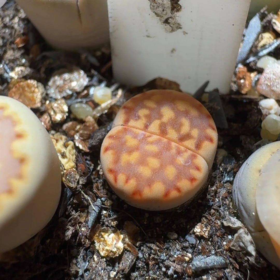 肥***咩Sss便宜了便宜了1382