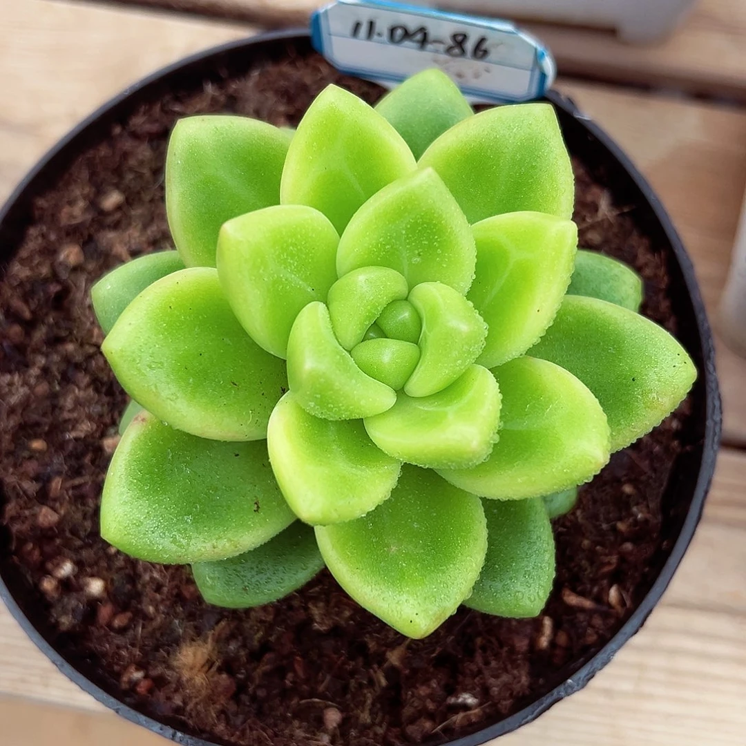 1104-86碧波仙子。