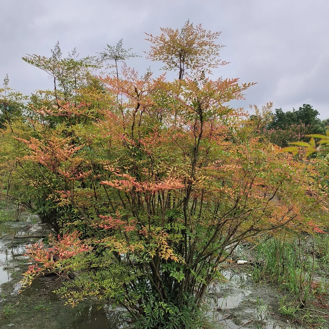 火焰南天竹老桩大型庭院造景树绿植界的变色龙