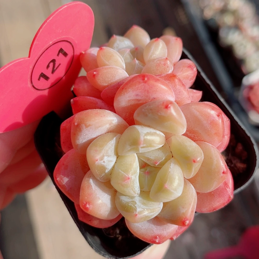 121号小老桩糖心双头