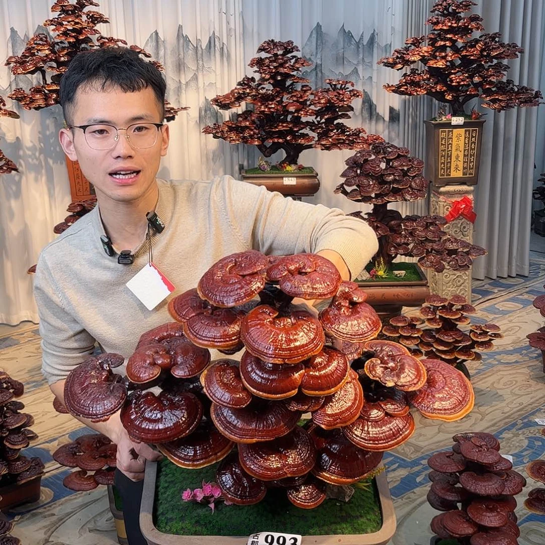 无花朵588888888888