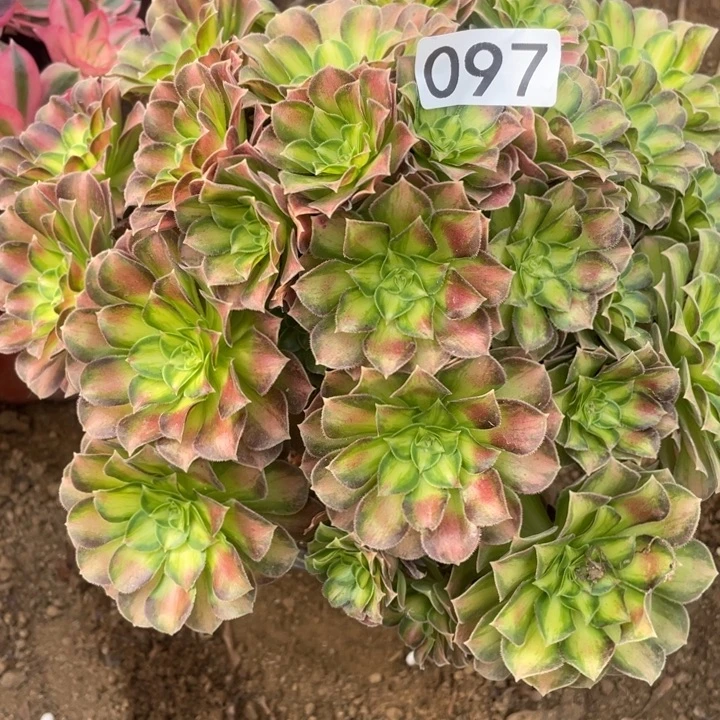 迪***贝无花朵097多肉植物韶华