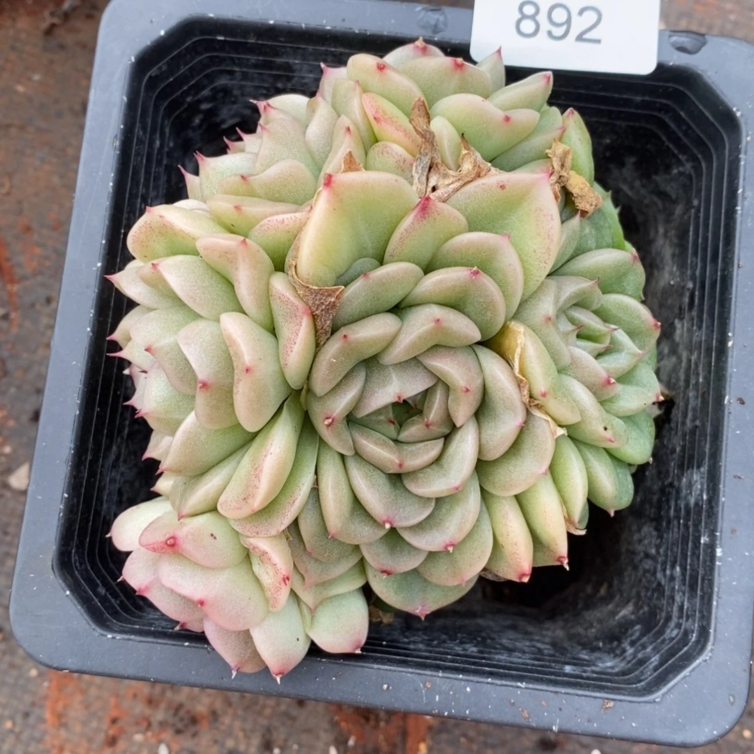 平**士不包整散掉头892