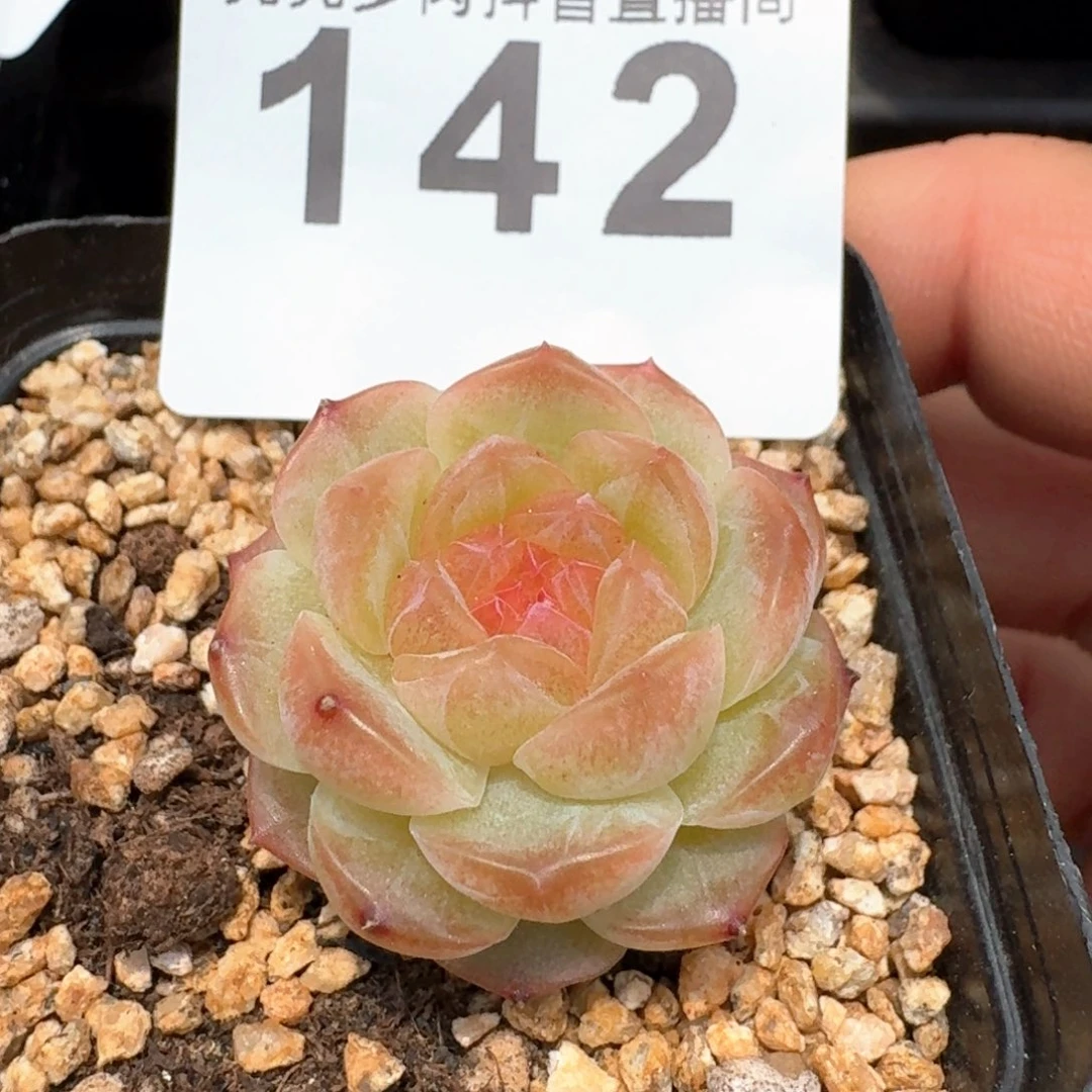 无尽灯         多肉植物