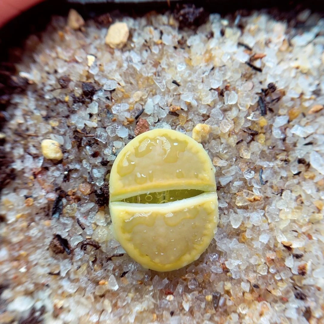 259. 6786897766778999