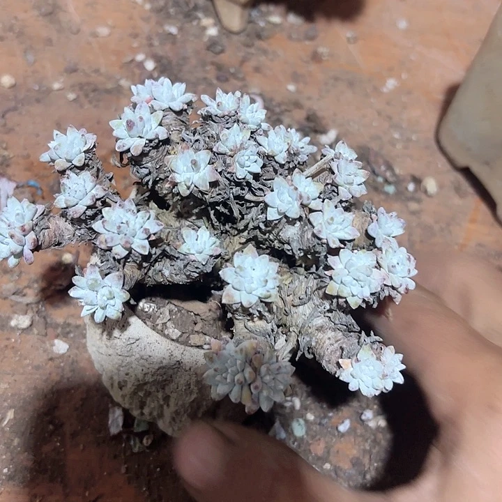 仙女杯多肉植物提取