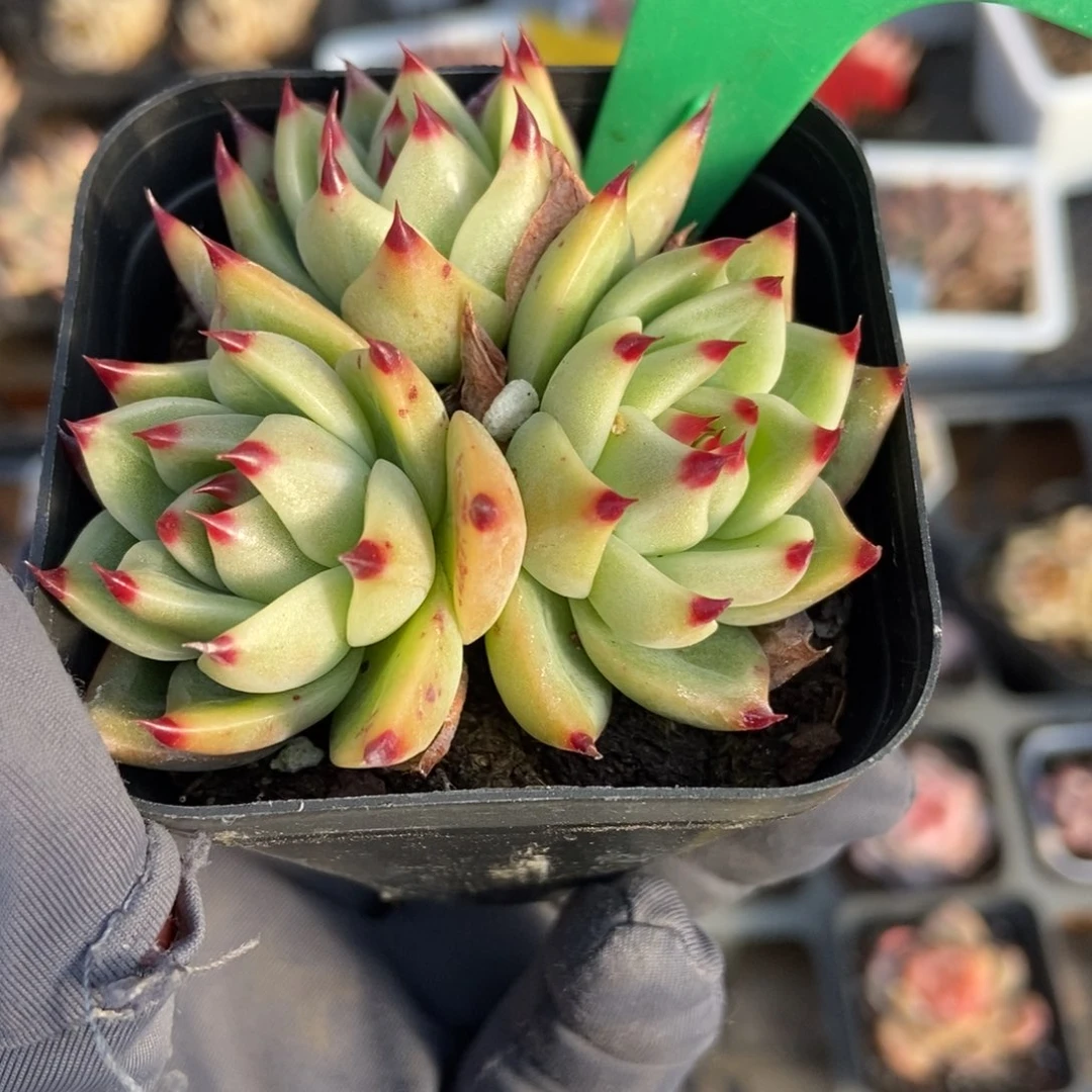 1909蓝龙多肉植物保护