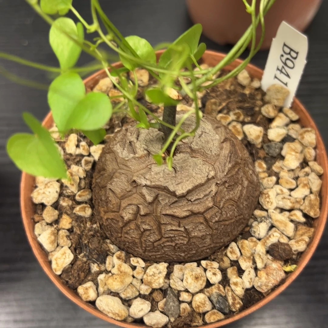 精品盆栽养定龟甲龙941号