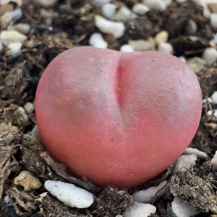 老马生石花1.9吕红226