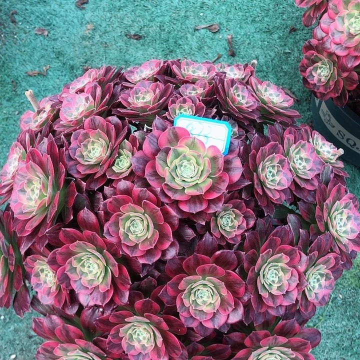 873安娜多肉法师