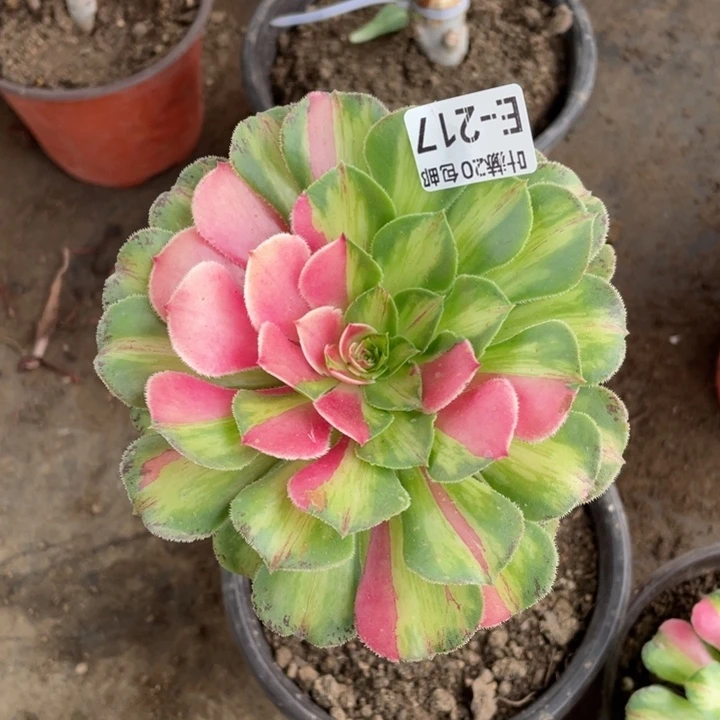 217知否嫁接有砍多肉113455789