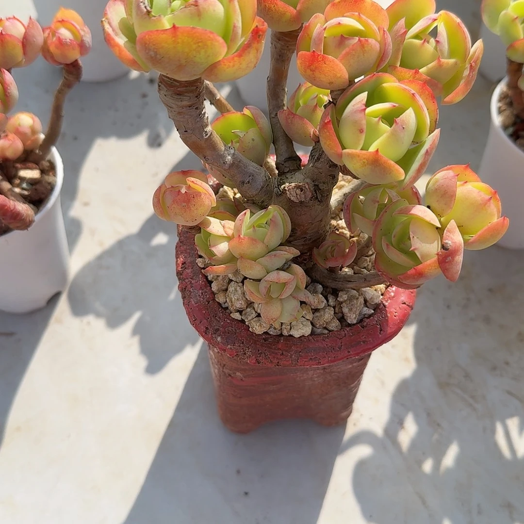 ****'鸡蛋碧桃多肉植物一颗