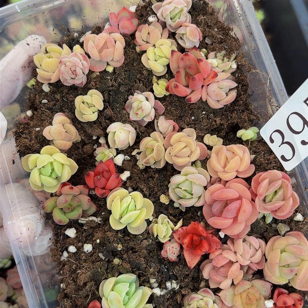 多肉植物多肉植物395