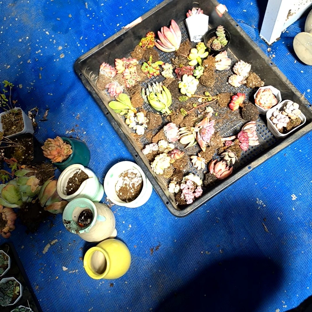 无根垃圾玉露，满9元包邮，