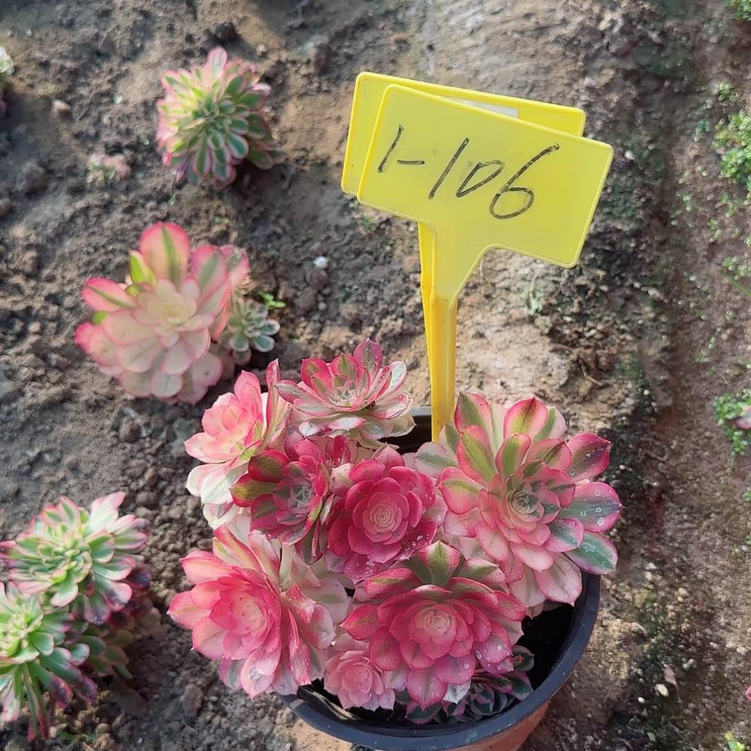 用****91-106---多头多肉植物倾城