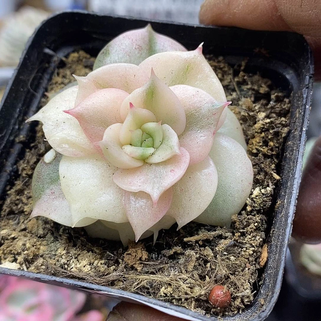 30146 石化贝加尔湖覆轮锦