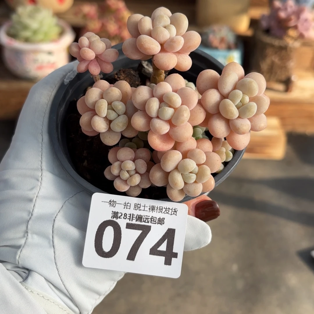 韩系洛可可无盆土发货