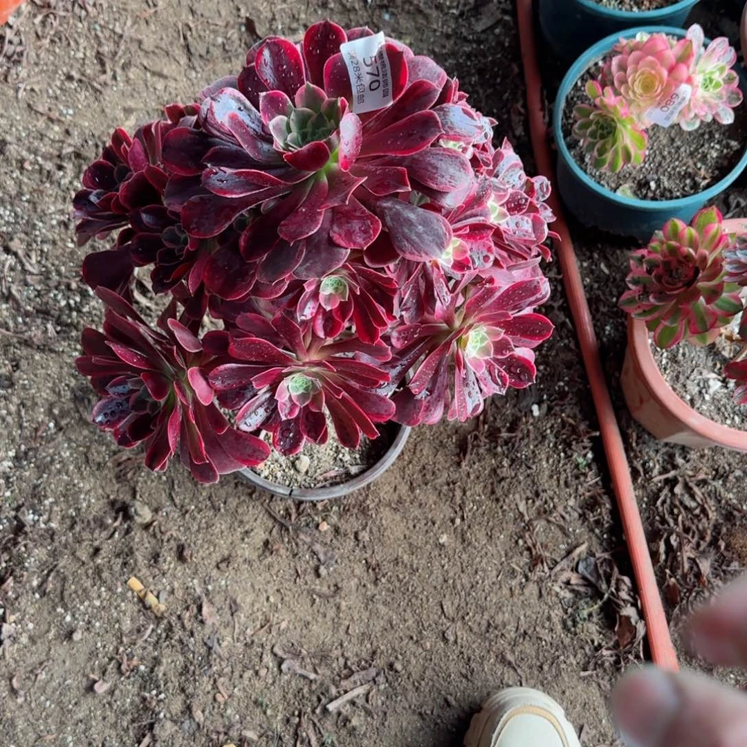 金丝法师多肉570