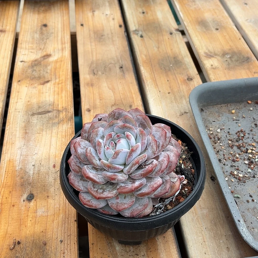 ****️可可拍大单头梦露带盆