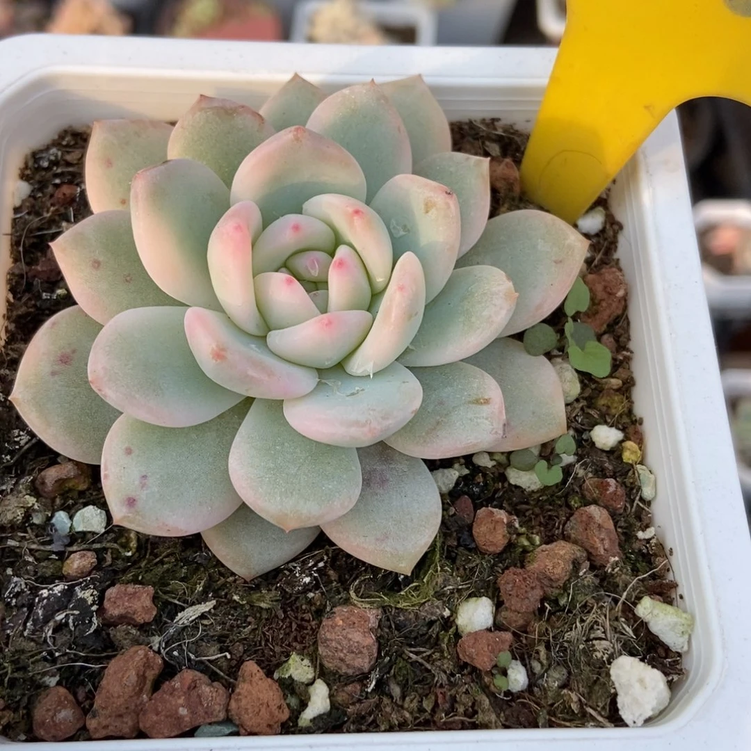 955梦露锦多肉zhiwu