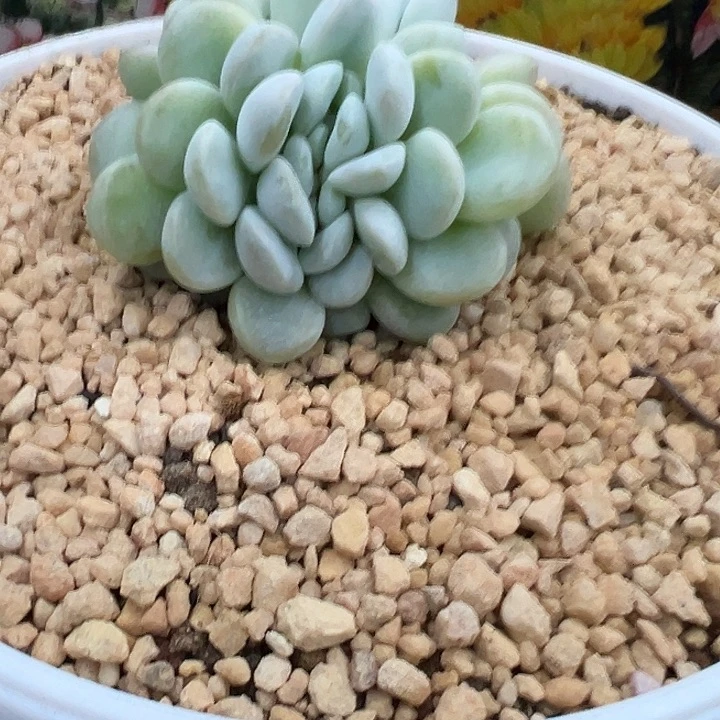 漂***静漂亮小静玉麒麟缀一棵