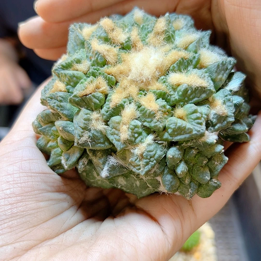 8号自根龟甲牡丹8.9公分