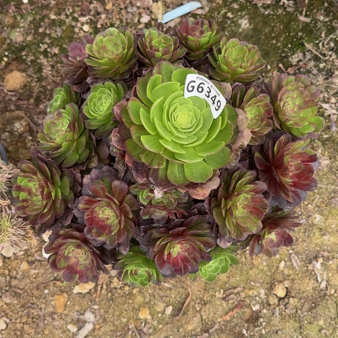 6349花月夜多肉植物