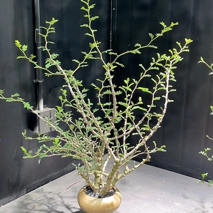 571念珠苏木哈哈哈哈哈