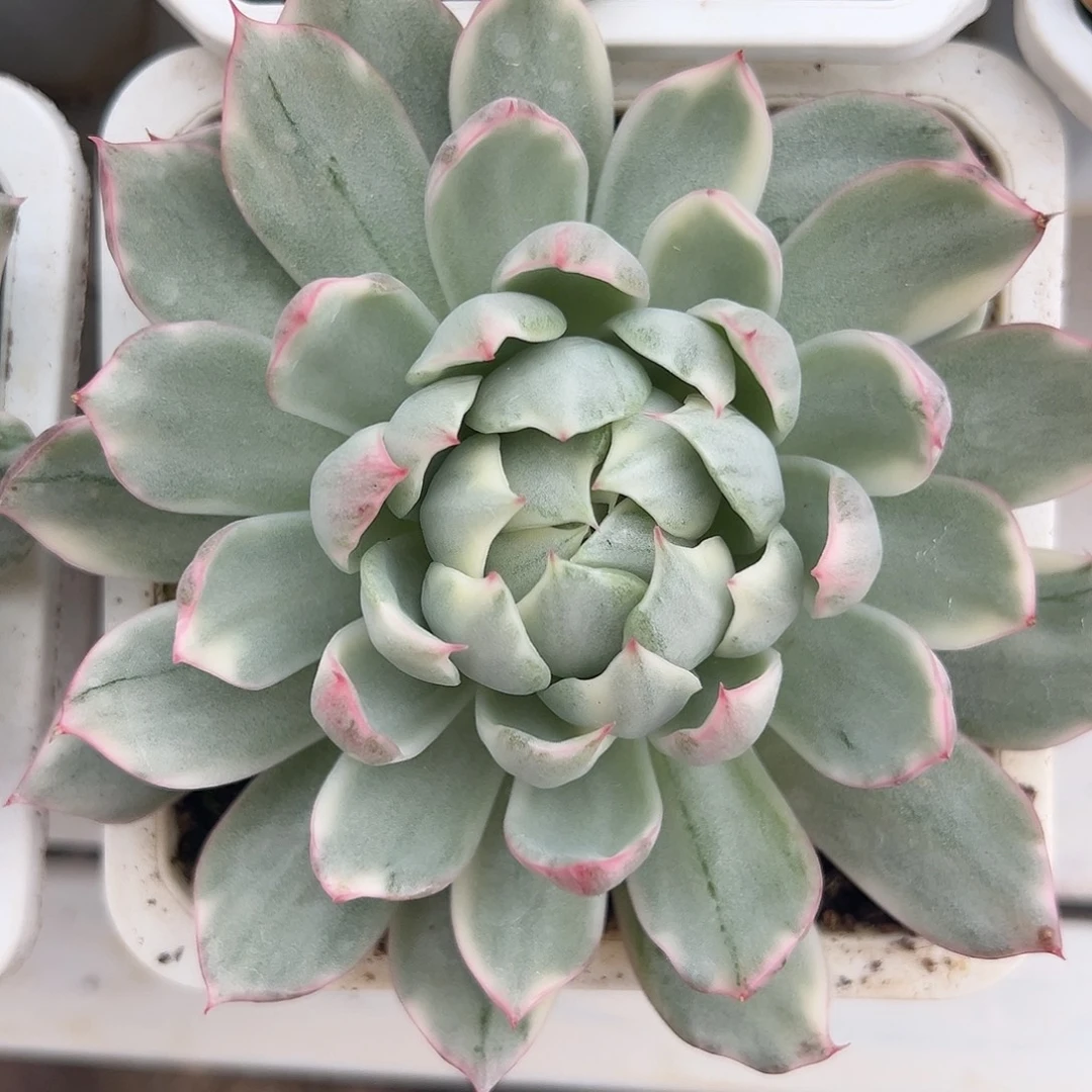 满38包邮女王玛丽亚锦