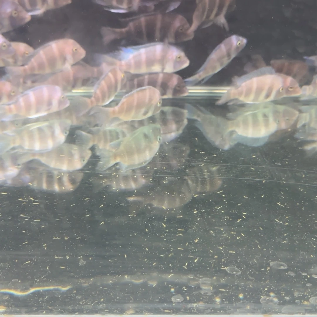 慈鲷午***。萨伊蓝10厘米一条