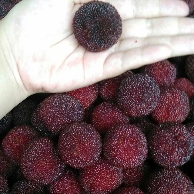 仙居荸荠杨梅当天采摘当天发货顺丰空运新鲜冷链真空包装