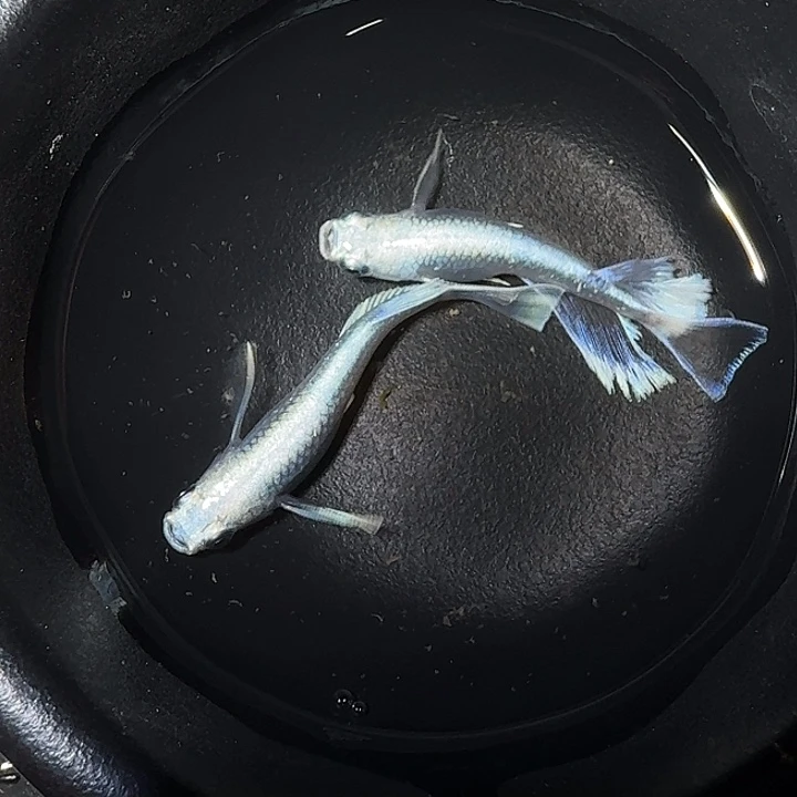 海水鱼天使之翼01