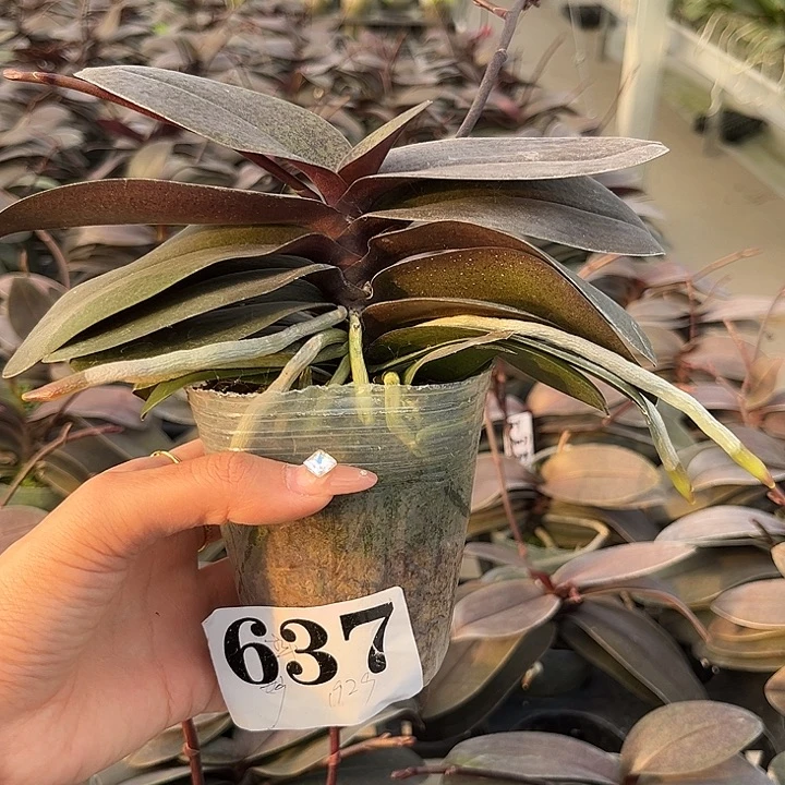 大部分花苞少量开放637 1929