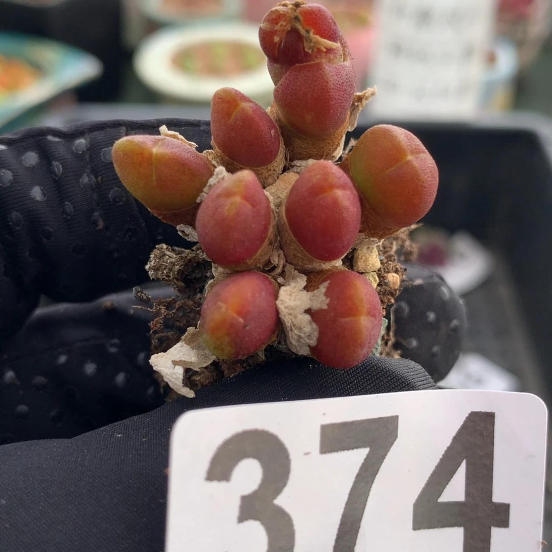 374胡桃玉母本一颗