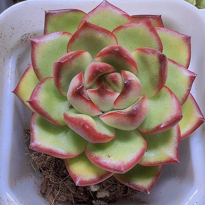万宝龙19包邮多肉植物
