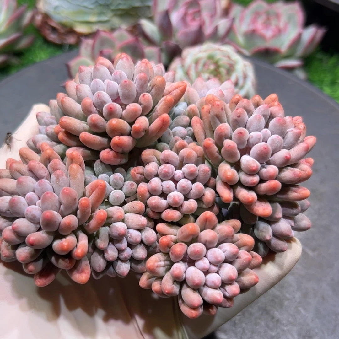 婴儿手指，一物一拍