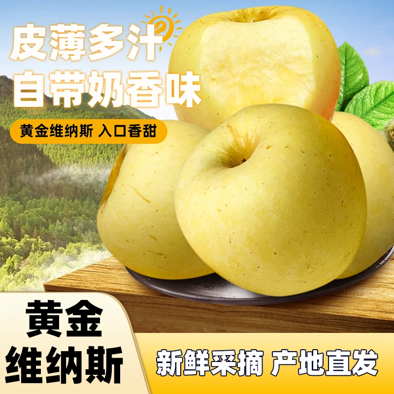【纯甜】山东正宗维纳斯黄金苹果新鲜水果纯甜脆甜苹果黄苹果当季
