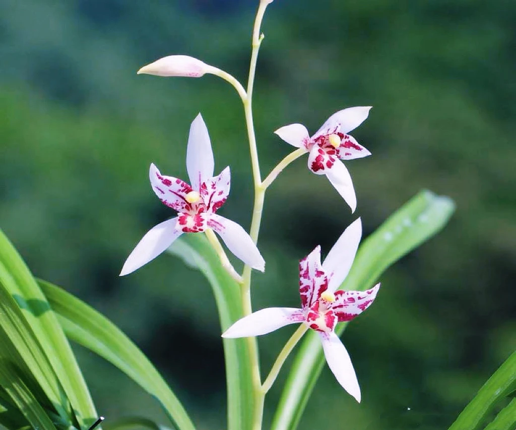 建兰【雪舞红尘】兰花苗白花三星蝶精品浓香